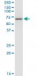 CCT7 Antibody (monoclonal) (M01)