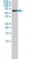 CCT7 Antibody (monoclonal) (M01)