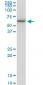 CCT7 Antibody (monoclonal) (M01)