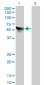 CCT7 Antibody (monoclonal) (M01)