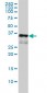 CD1A Antibody (monoclonal) (M01)