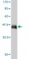 CD34 Antibody (monoclonal) (M01)