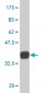 CD34 Antibody (monoclonal) (M02)