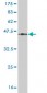 CD3E Antibody (monoclonal) (M04)