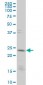 CD3E Antibody (monoclonal) (M04)