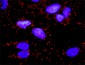 CD3E Antibody (monoclonal) (M04)