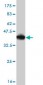 CD40LG Antibody (monoclonal) (M01)