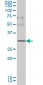 CD40LG Antibody (monoclonal) (M01)