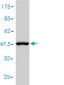 CD48 Antibody (monoclonal) (M01)