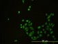 CD58 Antibody (monoclonal) (M01)