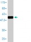 CD58 Antibody (monoclonal) (M01)