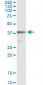 CD5L Antibody (monoclonal) (M01)