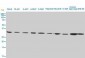 CD5L Antibody (monoclonal) (M01)