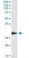 CD7 Antibody (monoclonal) (M04)