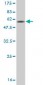 CD7 Antibody (monoclonal) (M04)