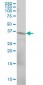 CD79B Antibody (monoclonal) (M01)