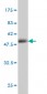 CD83 Antibody (monoclonal) (M01)