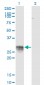 CD83 Antibody (monoclonal) (M01)