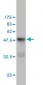 CD83 Antibody (monoclonal) (M02)