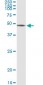 CD86 Antibody (monoclonal) (M01)