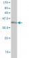 CD97 Antibody (monoclonal) (M01)