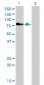 CD97 Antibody (monoclonal) (M01)