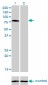 CD97 Antibody (monoclonal) (M01)