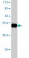 CD99 Antibody (monoclonal) (M01)