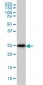 CD99 Antibody (monoclonal) (M01)