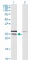 CD99 Antibody (monoclonal) (M01)