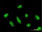 CDC14A Antibody (monoclonal) (M01)