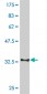 CDC14A Antibody (monoclonal) (M01)