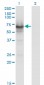 CDC14A Antibody (monoclonal) (M01)