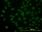 CDC14A Antibody (monoclonal) (M02)