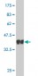 CDC14A Antibody (monoclonal) (M02)