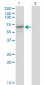 CDC14A Antibody (monoclonal) (M02)