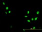 CDC2 Antibody (monoclonal) (M01)