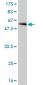 CDC2 Antibody (monoclonal) (M01)