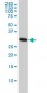 CDC2 Antibody (monoclonal) (M01)