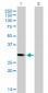 CDC2 Antibody (monoclonal) (M01)