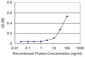 CDC2 Antibody (monoclonal) (M01)