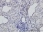 CDC25C Antibody (monoclonal) (M01)