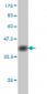 CDC25C Antibody (monoclonal) (M01)