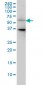 CDC25C Antibody (monoclonal) (M01)