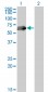 CDC25C Antibody (monoclonal) (M01)