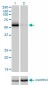 CDC25C Antibody (monoclonal) (M01)