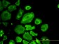 CDC37 Antibody (monoclonal) (M01)