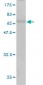 CDC37 Antibody (monoclonal) (M01)