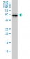 CDC37 Antibody (monoclonal) (M01)