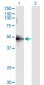 CDC37 Antibody (monoclonal) (M01)